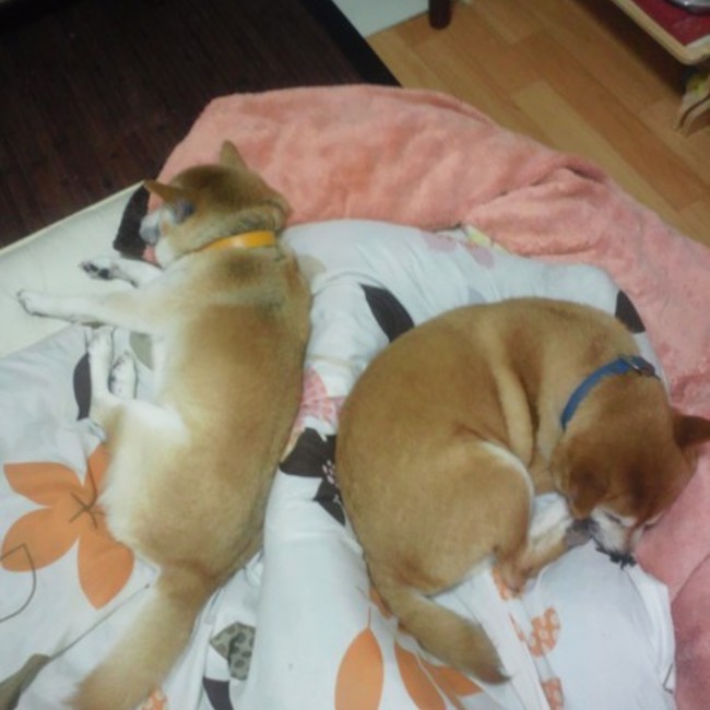 ナナマロのカバー写真