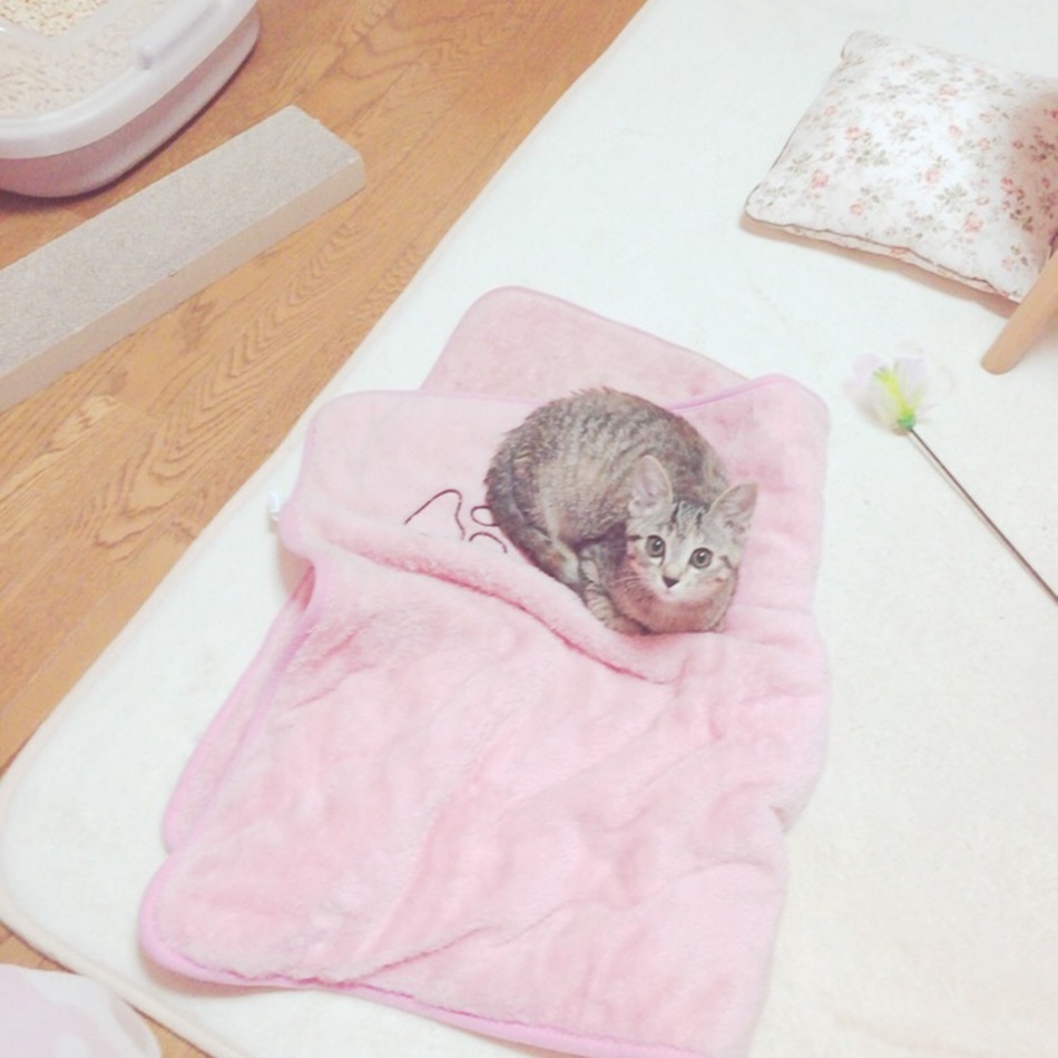 ひなのカバー写真