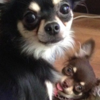 こころ、こむぎ