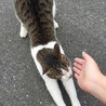-しゃね-