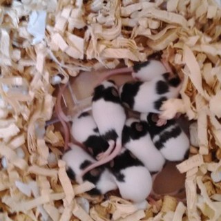 パンダマウス（純血）の里親を募集しています。