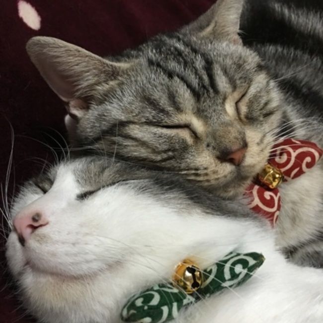 くみ93のカバー写真