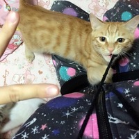 廉果