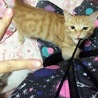 廉果