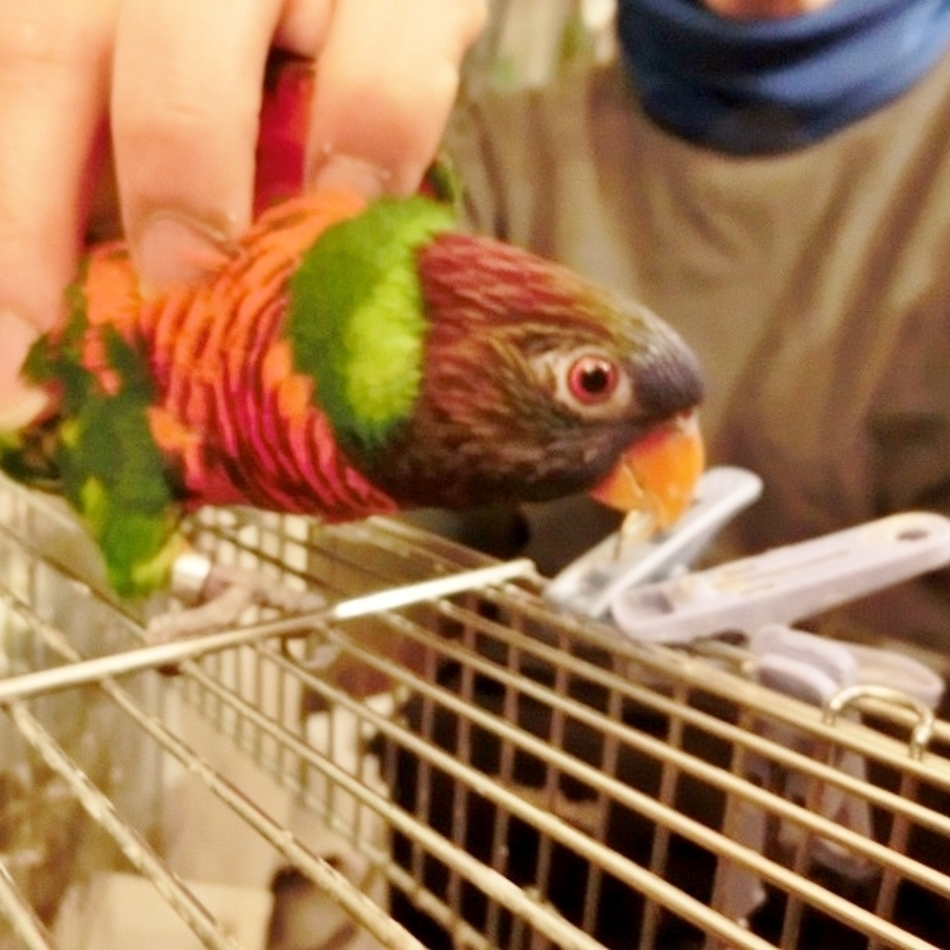 ゴシキのカバー写真