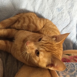 甘えんぼの茶トラくん！男前です。