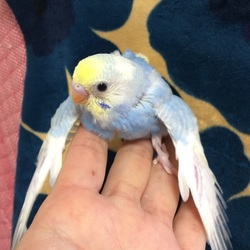 「ポッポベビーの今」サムネイル1