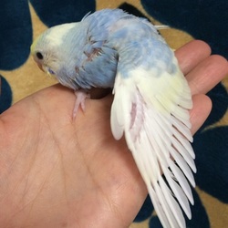 「ポッポベビーの今」サムネイル2