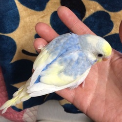 「ポッポベビーの今」サムネイル3