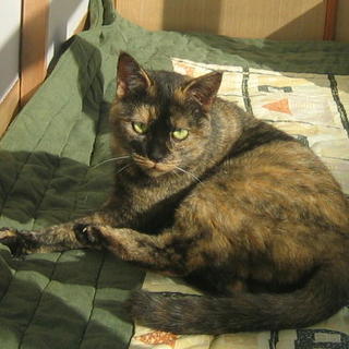 スフィンクスちゃん避妊済素敵な里親様宅へ