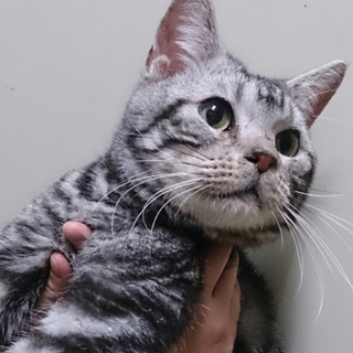 人から離れないアメショ