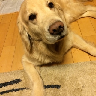 無事里親様が決まりました。ありがとうございました。