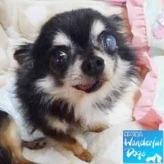 「博士」推定10歳♂