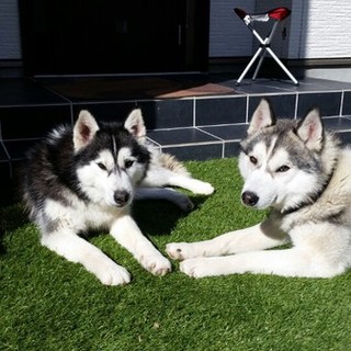 シベリアンハスキー