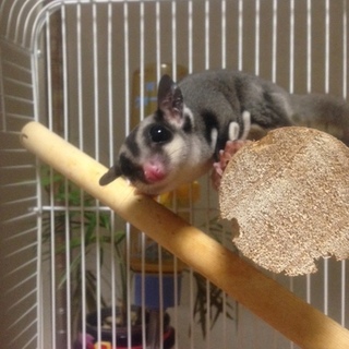 再募集　フクロモモンガ　♂　都内23区　里親募集