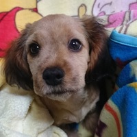 モコ