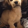 我が家に来て数日目のモコ