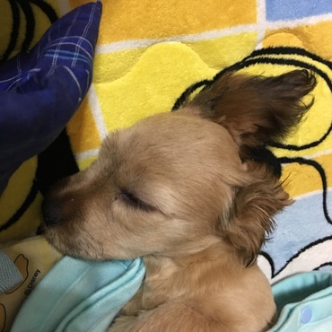 おやすみモコ