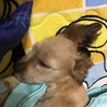 おやすみモコ