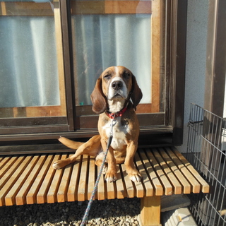 アクティブなビーグル