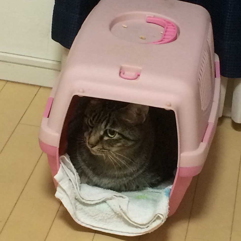 ちゃん くんのカバー写真