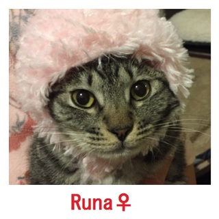 グレー縞のルナちゃん