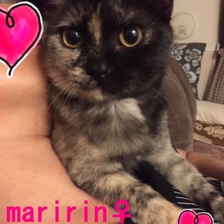 エキゾチックな美猫のマリリン