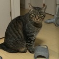 猫好きの優しい里親様 よろしくお願い申し上げます。