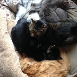 久々、今日の猫団子