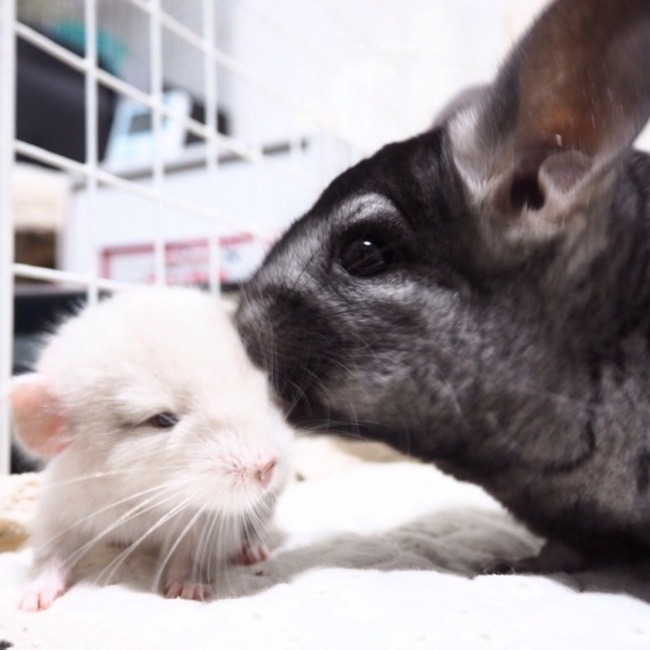 あにゃものカバー写真