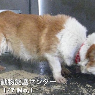 愛媛県動物愛護センターに収容されています！