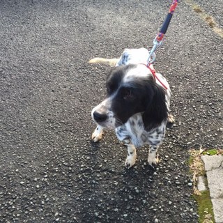 期限切迫！！元気いっぱい、好奇心旺盛な女の子