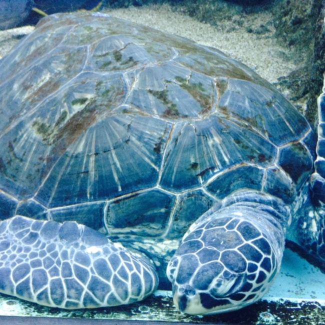 ＊くろまめ＊のカバー写真