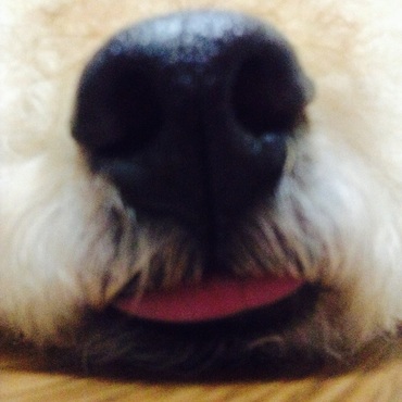 まめ太の相棒のクッキーくんです