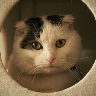 ちょっとずつ人間にも慣れてきたよ♪固まりお♂約１歳