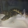 カーペットパイソンの里親様を探しています サムネイル2