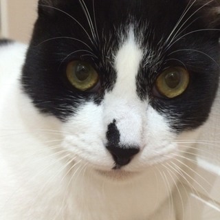 独特の味わい千歳くん