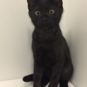 黒猫 子猫