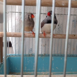 キンカチョウ、お陰様でありがとうございました！！