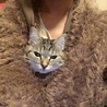 猫だい好き