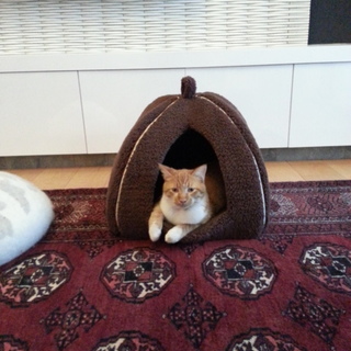 7ヶ月ヤンチャな茶とら男の子