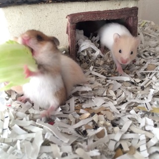 ゴールデンハムスター、赤ちゃんの里親を募集します。