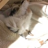 約一週間の脱走から帰宅して数時間･･･爆睡してます