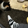 脱走帰宅直後に紐遊びを要求してきました(*^ω^*)