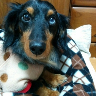 人も犬も大好き　Mダックス　珊瑚（さんご）