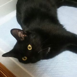 凛々しい黒子猫　クロス君