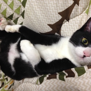 白靴下を履いたお豆ちゃん♡