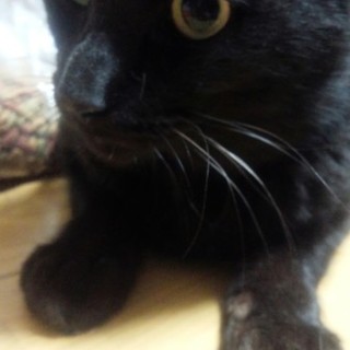 wキャリアでも命に差はありません。ひじき君