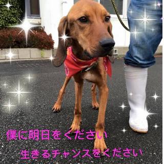 猟犬で捨てられたのかも・・ガリガリの男の子