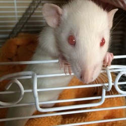 「美ラット クロナ」サムネイル1